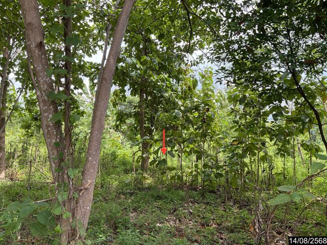 รูป ที่ดินว่างเปล่า สำหรับขาย - ภูกระดึง ภูกระดึง เลย - รูปที่ 5/24