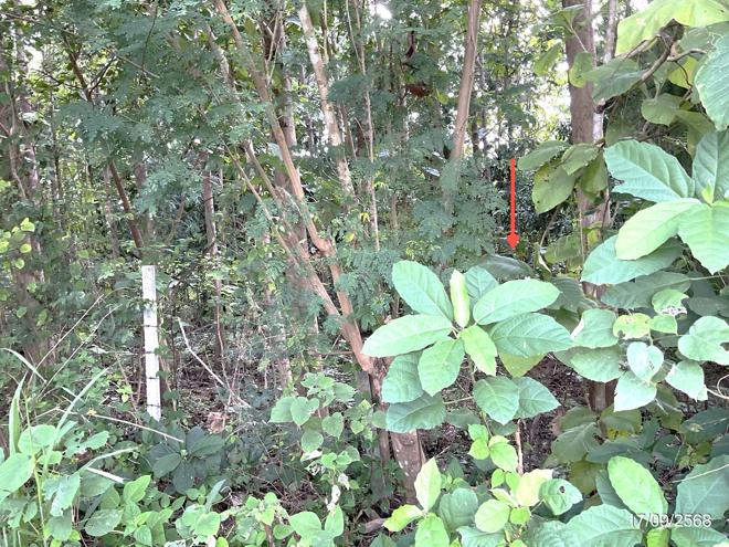 รูป บ้านเดี่ยว สำหรับขาย - ทรายขาว พาน เชียงราย - รูปที่ 17/38