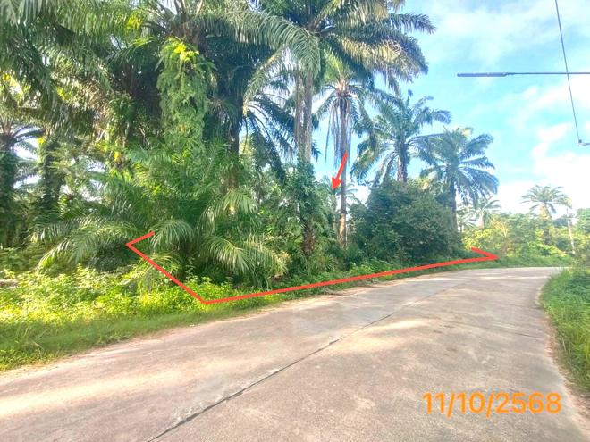 รูป ที่ดินว่างเปล่า สำหรับขาย - เหนือคลอง เหนือคลอง กระบี่ - รูปที่ 1/14