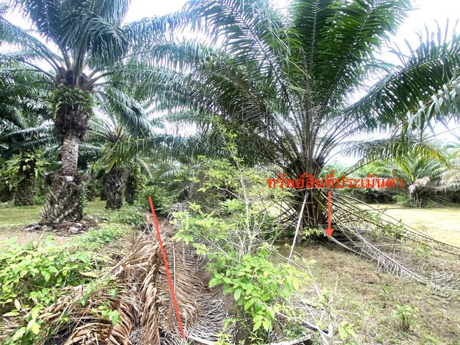 picture LAND for sale  Hat Samran Hat Samran Trang - 9/24