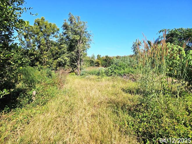 picture LAND for sale Tha Khao Chon Daen Phetchabun - 7/24