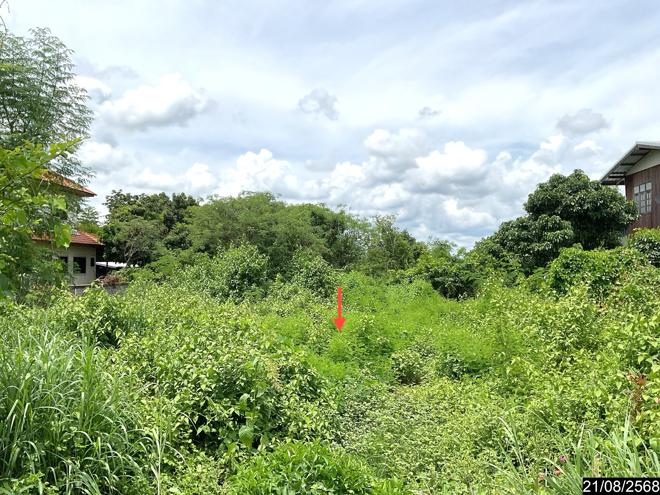 รูป ที่ดินว่างเปล่า สำหรับขาย - ศรีบุญเรือง ศรีบุญเรือง หนองบัวลำภู - รูปที่ 3/14