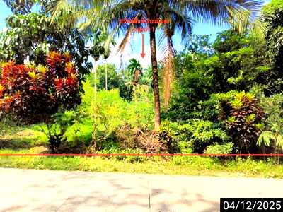 ที่ดิน พนม สุราษฎร์ธานี : ที่ดินว่างเปล่า สำหรับขาย - คลองศก พนม สุราษฎร์ธานี