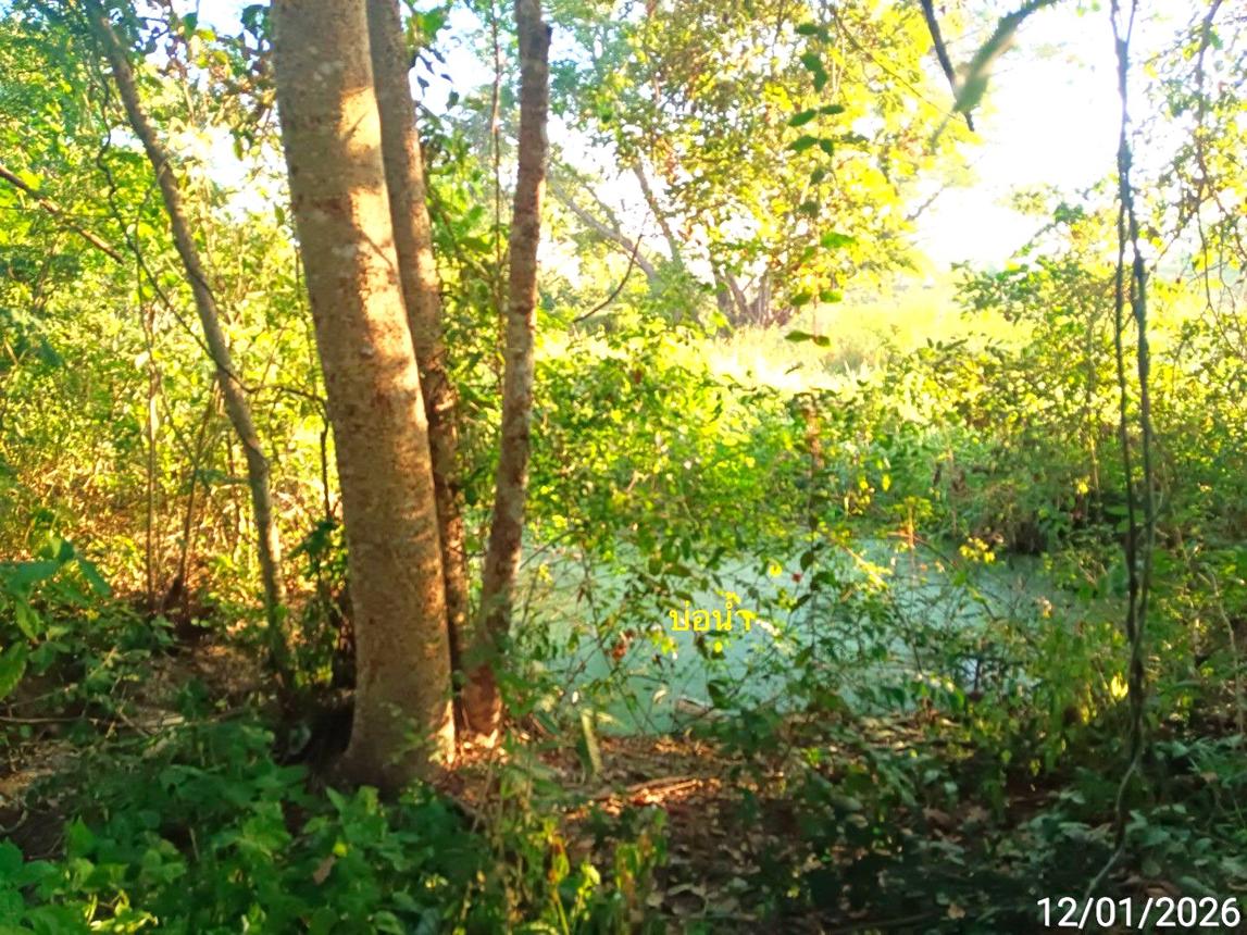 รูป ที่ดินว่างเปล่า สำหรับขาย - บ้านกร่าง กงไกรลาศ สุโขทัย - รูปที่ 19/24