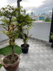 listing thumbnail image 3