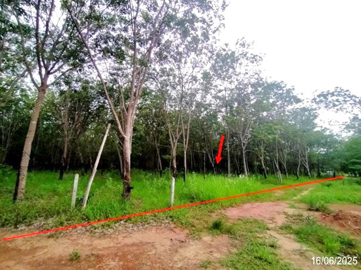 picture LAND for sale Na Saeng null Nongkai - 7/14