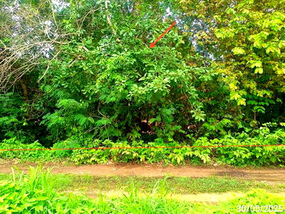 Land for sale Maha Chana Chai Yasothon : LAND for sale  Hua Muang Maha Chana Chai Yasothon