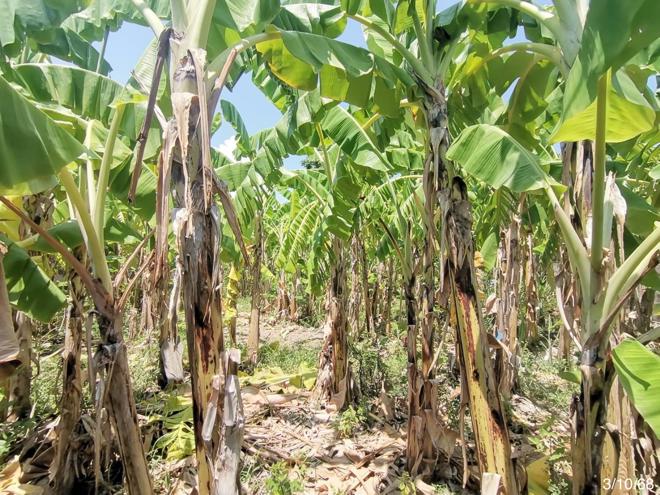 รูป ที่ดินว่างเปล่า สำหรับขาย - หนองแก หัวหิน ประจวบคีรีขันธ์ - รูปที่ 2/14