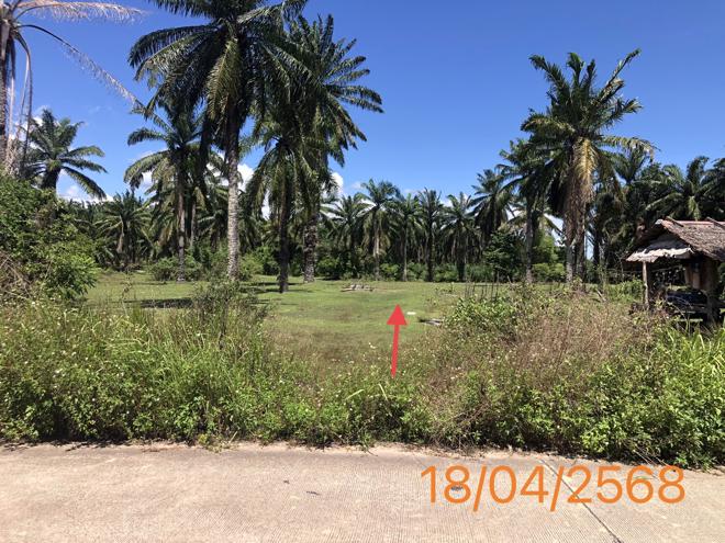รูป ที่ดินว่างเปล่า สำหรับขาย - เหนือคลอง เหนือคลอง กระบี่ - รูปที่ 10/24