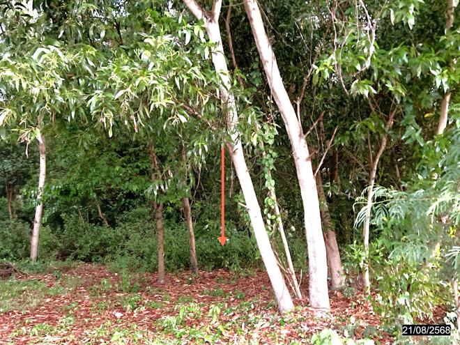 รูป ที่ดินว่างเปล่า สำหรับขาย - นาเสียว เมืองชัยภูมิ ชัยภูมิ - รูปที่ 6/16