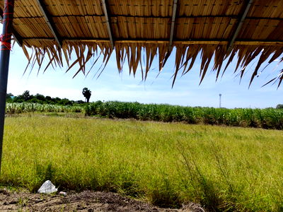 Land for sale Kasetsart University Kamphang Saen Campus : Sale large land 9.3 Rais suitable for projects or building house etc, can be subdivided Kamphaeng Saen District, Nakhon Pathom Province near Bangkok