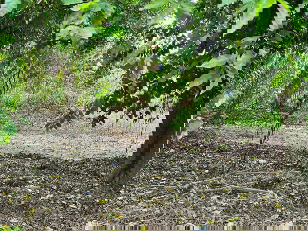 รูป ขายที่ดินเปล่า เขตชุมชน โซนเก้ากิโล ศรีราชา ชลบุรี - รูปที่ 14/18