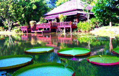 ที่ดิน แก่งคอย สระบุรี : บ้านไม้สักพร้อมสวน พื้นที่ 20 ไร่ 2 งาน 59 ตร.ว. อ.แก่งคอย จ.สระบุรี สวย ราคาต่อรองได้