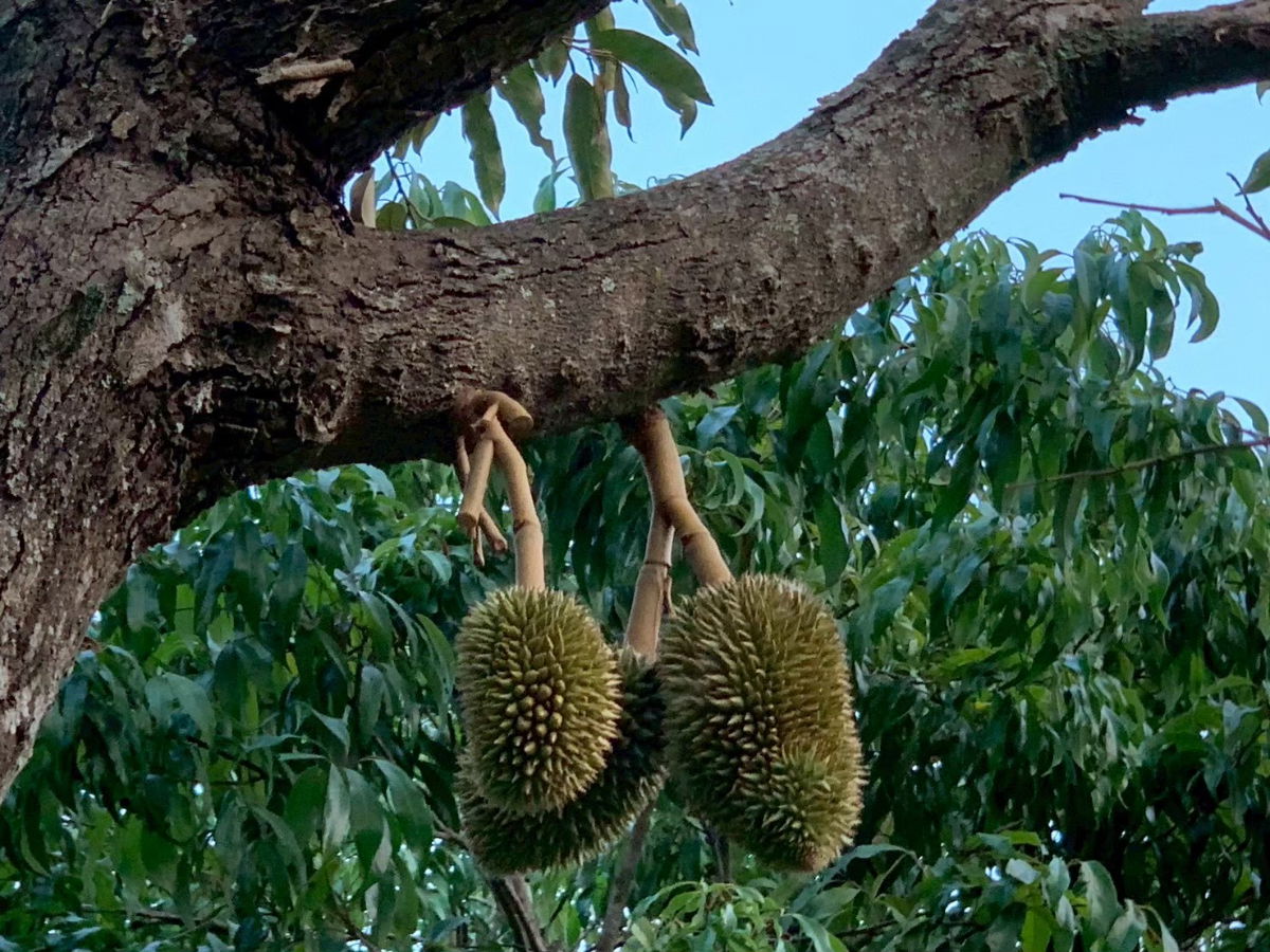 รูป ขายที่ดินพร้อมสิ่งปลูกสร้าง บ้านไม้สักพร้อมสวน 20 ไร่ 2 งาน 59 ตร.ว. ทิศใต้ติดเนินเขา ชะอม แก่งคอย สระบุรี  - รูปที่ 10/11