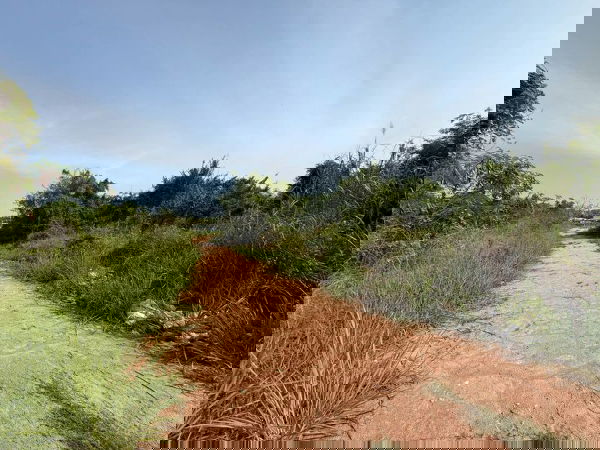 รูป ขายที่ดินสวย นาพร้าว ศรีราชา ทำเลดี ราคาสุดคุ้ม - รูปที่ 16/18