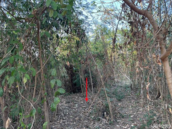 รูป ที่ดินว่างเปล่า สำหรับขาย - หนองไผ่ หนองไผ่ เพชรบูรณ์ - รูปที่ 3/18