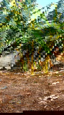 เช่าที่ดิน นนทบุรี : TD1179 ให้เช่าที่ดินแปลงงาม สนามบินน้ำ นนทบุรี