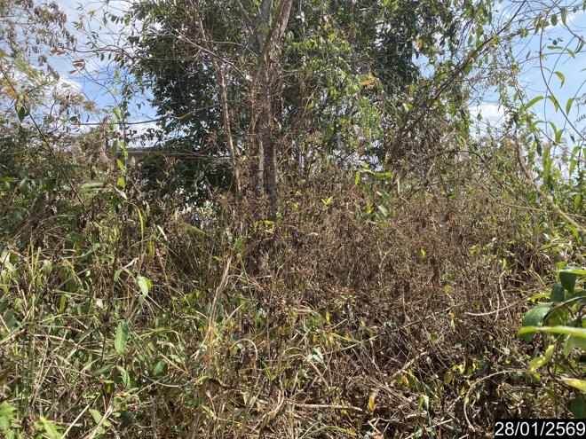 รูป ที่ดินว่างเปล่า สำหรับขาย - เมือง เมืองเลย เลย - รูปที่ 5/18