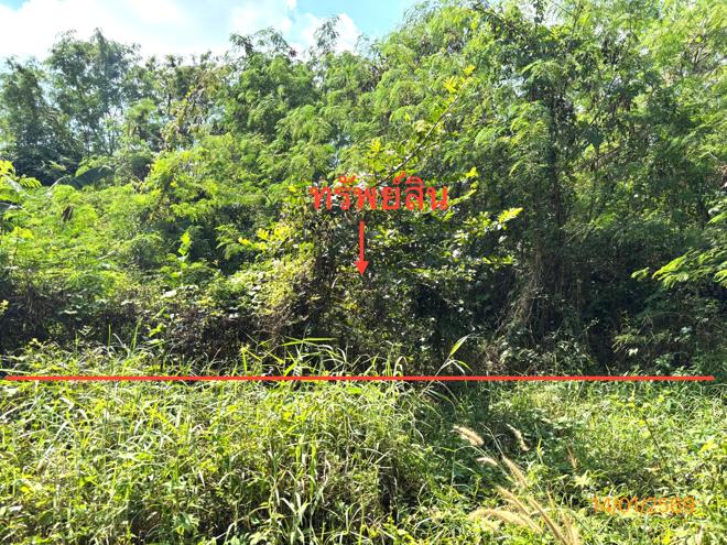 รูป บ้านเดี่ยว สำหรับขาย - วัดประดู่ เมืองสุราษฎร์ธานี สุราษฎร์ธานี - รูปที่ 9/24