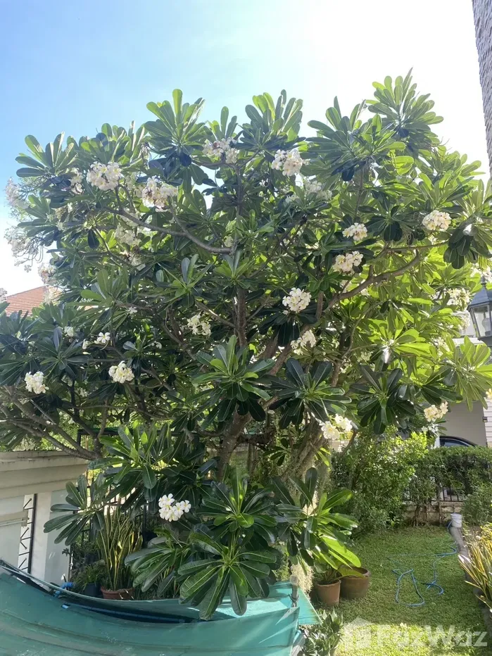 รูป ขาย บ้านเดี่ยว 3 ห้องนอน ในโครงการ ดิ แอลเลแกนซ์ เพชรเกษม 81 5628198 - รูปที่ 3/9