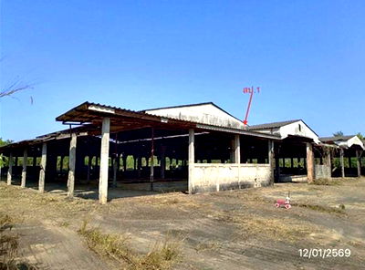 โรงงาน แม่สรวย เชียงราย : โกดัง สำหรับขาย - แม่พริก แม่สรวย เชียงราย