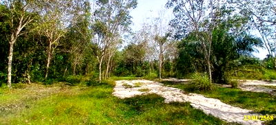 ที่ดิน นราธิวาส : ที่ดินว่างเปล่า สำหรับขาย รอตันบาตู กะลุวอ เมืองนราธิวาส นราธิวาส