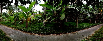 ที่ดิน รามัน ยะลา : F2-0163 ขายที่ดินเปล่า ถนนสายยะลา โกตาบารู ต. โกตาบารู อ.รามัน จ.ยะลา