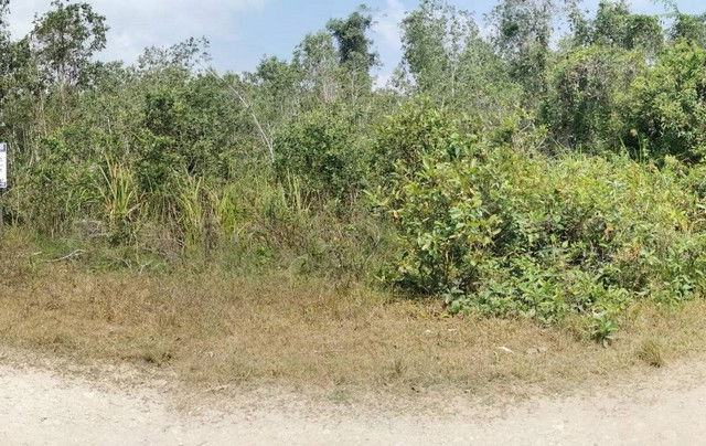 รูป FZA_059 ขายที่ดินเปล่า บ้านหัวควน-บ้านไม้แก่น ต. วังพญา อ.รามัน จ.ยะลา - รูปที่ 2/8