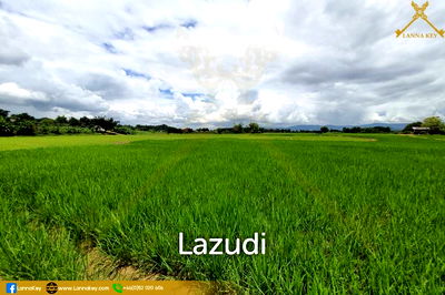ที่ดิน เชียงราย : Land with Beautiful Rice Fields and Nice View for Sale