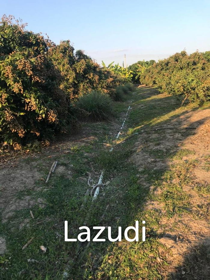 picture Land with fully grown Longan and Mango trees - 1/4