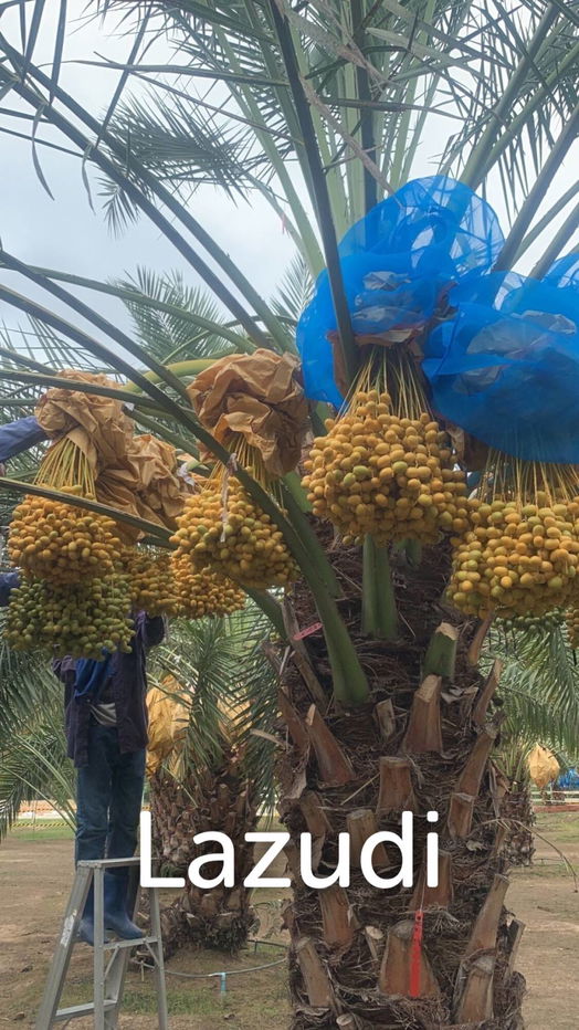 picture 30 Rai Date Palm Garden for Sale - 4/18