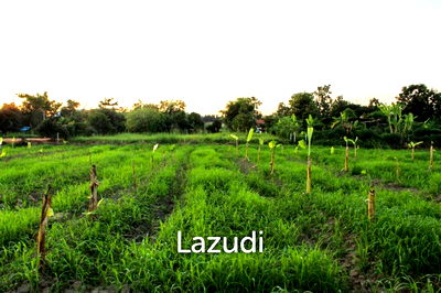 ที่ดิน เชียงราย : Land for Sale in Chiang Rai