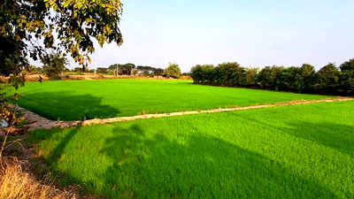 ที่ดิน บางปะหัน พระนครศรีอยุธยา : เจ้าของขายเอง ‼️🔥 ขายที่ดินแปลงสวยมาก จ.อยุธยา อ.บางปะหัน ทำเลใกล้ชุมชนสะดวกสบาย ขนาด 3 ไร่ 72 ตร.ว ไร่ละ 650,000 เหมาะทำบ้านสวน บ้านจัดสรรค์ รีสอร์ท