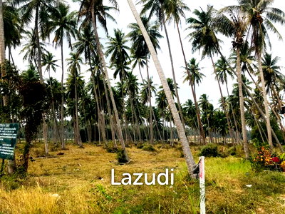 Land for sale : Coconut field for sale