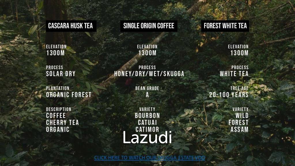 รูป ไร่ชาและ กาแฟ - รูปที่ 6/6