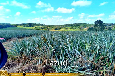 ที่ดิน แม่จัน เชียงราย : Large Land for Sale With Mountain Views.