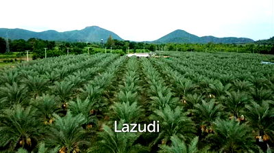 Land for sale Tha Yang Petchburi : 30 Rai Date Palm Garden for Sale