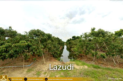 ที่ดิน หางดง เชียงใหม่ : Longan Garden Land, 16 rai at Hang Dong, Chiang Mai.