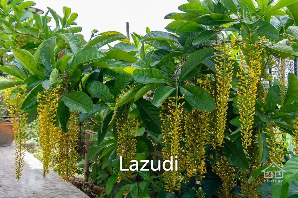 picture 3  Rai land 3 Bedrooms with guest house - 58/66