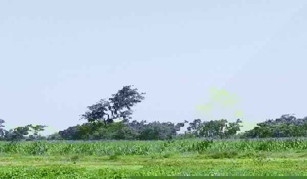 รูป ขายที่ดินเปล่า ที่สวย ทำเลดี เหมาะทำสวน ซื้อไว้เกร็งกำไร จ.นครราชสีมา - รูปที่ 3/4