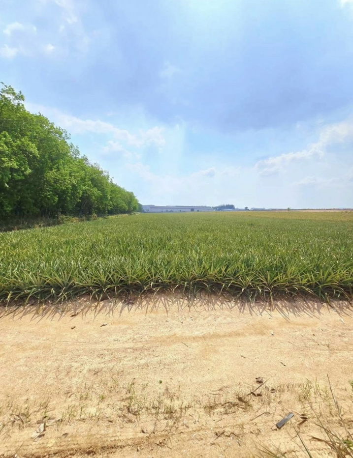 รูป ขายที่ดิน 29 ไร่ 3 งาน 96 ตรว ติดนิครมอมตะซิตี้ ระยองผังสีม่วงเข้ม - รูปที่ 6/9