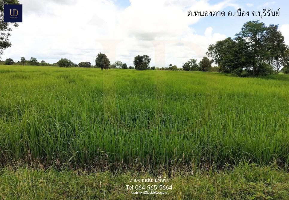 รูป 🌟 #ขายที่ดินถูกมาก อ.เมืองบุรีรัมย์ 🌟 6 ไร่ 2 งาน 77 ตร.ว. (ขายยกแปลง) 📍 ที่ตั้ง : ต.หนองตาด อ.เมืองบุรีรัมย์ จ.บุรีรัมย์ 31000 - รูปที่ 7/9