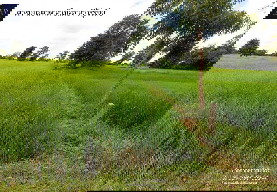 รูป 🌟 #ขายที่ดินถูกมาก อ.เมืองบุรีรัมย์ 🌟 6 ไร่ 2 งาน 77 ตร.ว. (ขายยกแปลง) 📍 ที่ตั้ง : ต.หนองตาด อ.เมืองบุรีรัมย์ จ.บุรีรัมย์ 31000 - รูปที่ 8/9