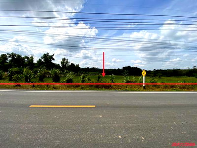 ที่ดิน พัทลุง : ที่ดินว่างเปล่า สำหรับขาย - ชะมวง ควนขนุน พัทลุง