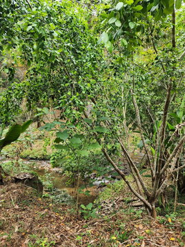 ขายที่สวนตำบลห้วยแก้วปางจำปีกลางที่ดินมีลำธารน้ำไหลผ่านโฉนด