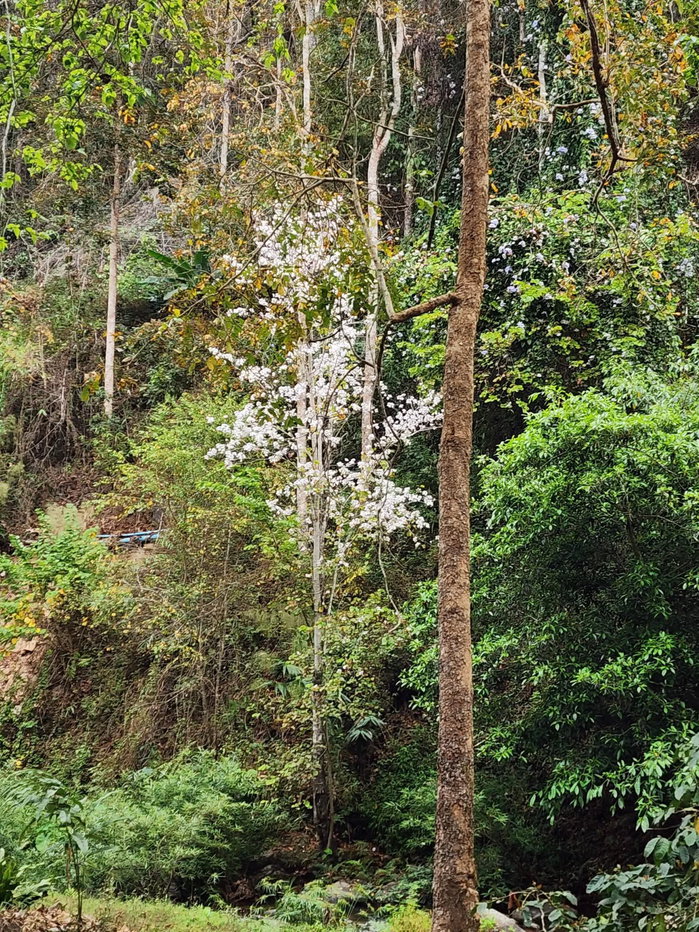รูป ขายที่สวนตำบลห้วยแก้วปางจำปีกลางที่ดินมีลำธารน้ำไหลผ่านโฉนด - รูปที่ 3/8