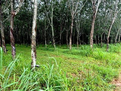 ที่ดิน หนองใหญ่ ชลบุรี : ขายที่ดินทำเลดี ห้างสูง อำเภอหนองใหญ่ จังหวัดชลบุรี  ราคาสุดคุ้ม 