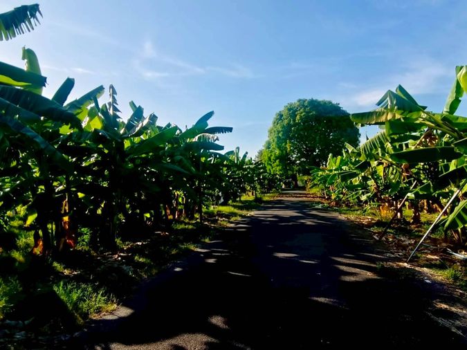 Land for sale, 1333 sq wah, Nong Khaem