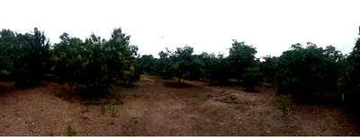 Houses for sale Ban Hong Lamphun : PROPERTY 2108.7 Sq.w. Ban Hong Lamphun for 1.4M