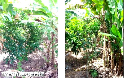 PROPERTY 105 Sq.w. Khao Phanom Krabi for 790,000